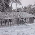 Visite chez les pigmées Visite chez les pigmées