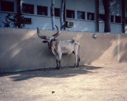 Zébu : aussi incroyable que ça puisse paraitre, la viande était tendre Zébu