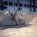 Zébu : aussi incroyable que ça puisse paraitre, la viande était tendre Zébu