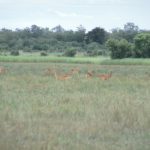 Awakaba 1984 Awakaba 1984