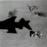 CHAMEAU TCHADIEN CHAMEAU TCHADIEN