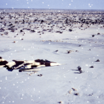 Jaguar vanille chocolat au dessus du Tchad