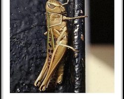 Les crickets ! Les crickets !